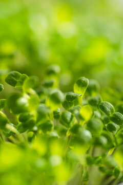 Fresh young leaves of microgreen. Microgreen sprouts close-up.