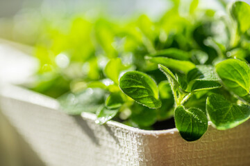 Fresh young leaves of microgreen. Microgreen sprouts close-up.
