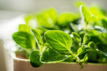 Fresh young leaves of microgreen. Microgreen sprouts close-up.
