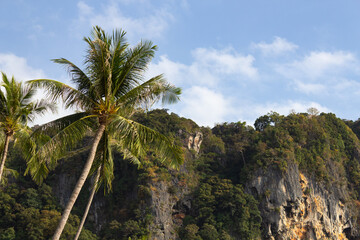 tree-covered mountains, in the foreground of palm trees, in the background blue sky with clouds