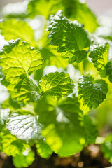 Fresh mint leaf background. Microgreen leaves. © valkyrielynn