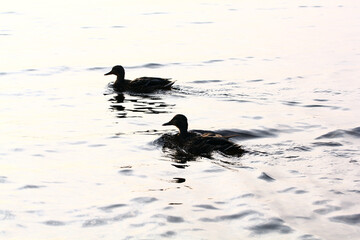 Several ducks swim in a pond with clear calm water, ducks and adult ducklings, duck flock, aquatic plants, natural habitat, summer day, sunny weather, water reflections, plumage, beak, swim together