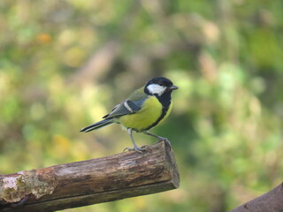 Great tit (Parus major) standing on a piece of wood. Colorful common bird standing on a piece of wood.