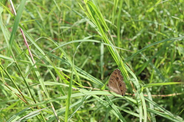 Butterfly on green grass leaves closeup in the garden.