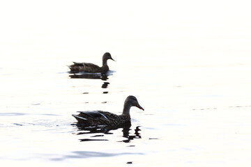 Several ducks swim in a pond with clear calm water, ducks and adult ducklings, duck flock, aquatic plants, natural habitat, summer day, sunny weather, water reflections, plumage, beak, swim together