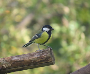 Great tit (Parus major) standing on a piece of wood. Colorful common bird standing on a piece of...