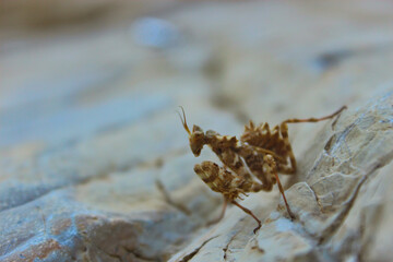 Desert Praying Mantis profile