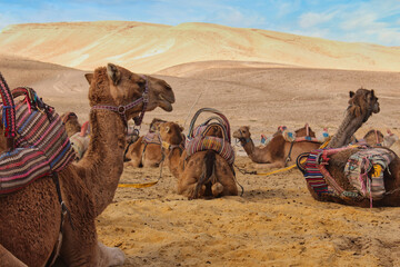 camels in the desert