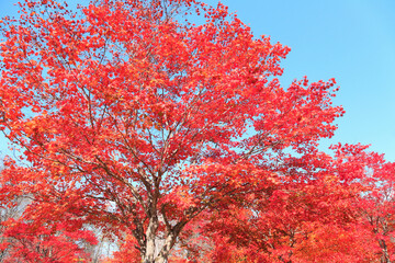 紅葉