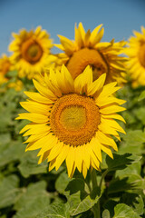 Beautiful sunflowers. A field with sunflowers.