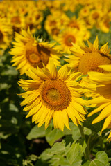 Beautiful sunflowers. A field with sunflowers.