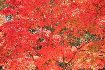 紅葉