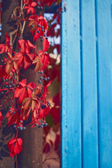 Fototapeta na wymiar Autumn backround with vibrant red leaves and bright blue wall
