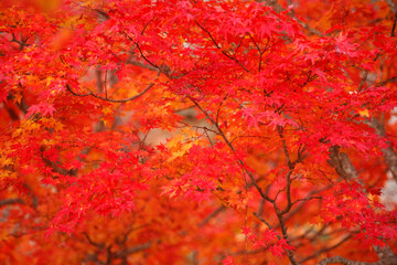 紅葉
