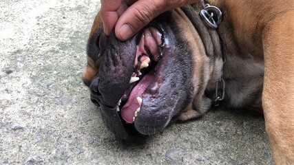 Close up of mouth of french bulldog and teeth, lying on cement floor, cute dog.