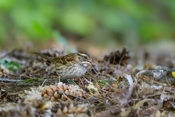 White-throated Sparrow Foraging on Forest Ground in Fall