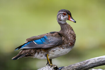 Female Wood Duck Standing on a Log, Closeup Portrait