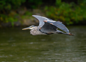 Great Blue Heron in Flight Over River