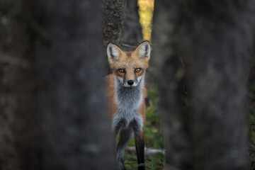 Naklejka premium Red Fox