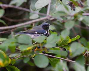 Male Black-throated Blue Warbler Foraging in Fall