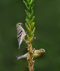 Two American Goldfinches Foraging in Fall on Green Background