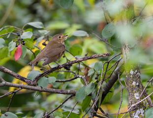 Swainson's Thrush Foraging in Fall