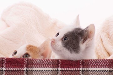 primo piano di gattini a pelo corto tra le coperte
