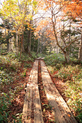 森の木道