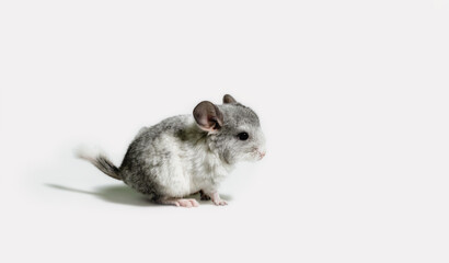 one small gray mouse on a white background close up