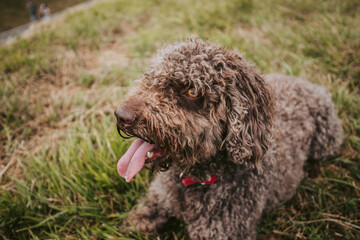 A beautiful brown Spanish water dog lying down in the meadow, sticking out tongue, in a rainy day in the north of Spain. Dogs lifestyle concept