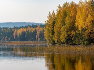 Golden autumn in Karelia, northwest of Russia. Green, red and yellow trees on the bank of the lake