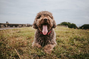 A beautiful brown Spanish water dog lying down in the meadow, sticking out tongue, in a rainy day in the north of Spain. Dogs lifestyle concept