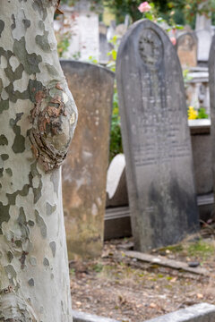 Gravestones At The Historic Victorian Jewish Cemetery In Willesden, North West London, UK