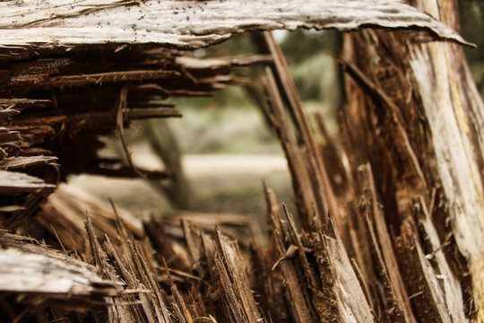 A Broken Tree Stump