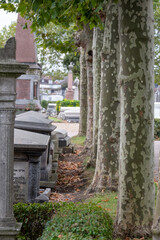 Avenue of London plane trees with textured bark, amongst gravestones at historic Victorian Willesden Jewish cemetery, Willesden north west London, UK