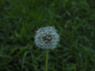 a photo of one dandelion