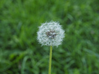 a photo of one dandelion