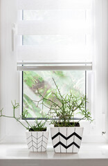 Two flower pots with geometric patterns with rhipsalis plants planted in them stand on windowsill with partially raised roller blind