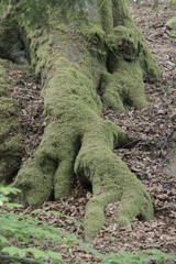 Wurzelkraft unserer Ahnen