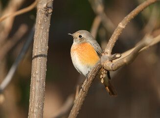 The common redstart female (Phoenicurus phoenicurus) is photographed in close-up sitting on a branch against a blurred background. Soft morning light