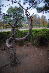 tree in the park