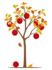 Apple tree in autumn isolated on white background.