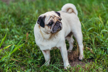 Obraz premium Pug. Pug breed dog portrait.