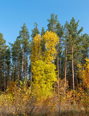 yellow tree on a background of green pines