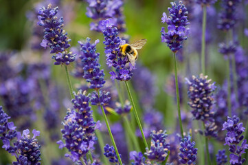 Friendly polinating zone