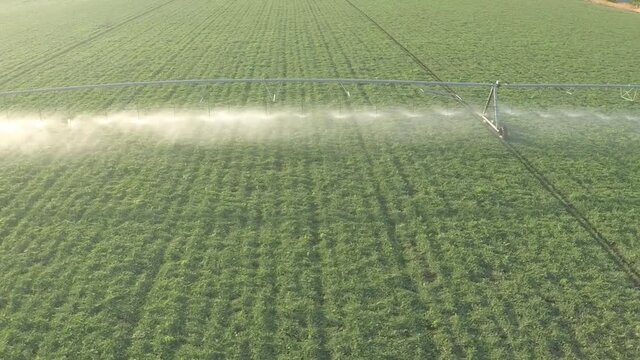 Aerial view of irrigation with sprinkler system a field of watermelon
