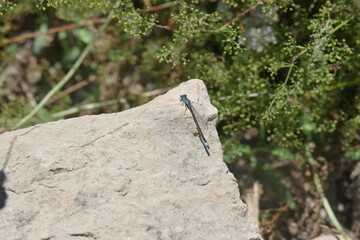 libellule ou odonate : le zygoptère