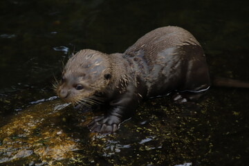 Riesenseeotterbaby beim Fressen