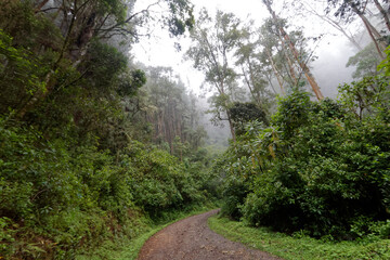 Fototapeta na wymiar Las deszczowy w Valle de Cocora, Kolumbia