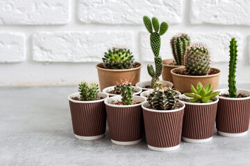 Cactus and succulent plants collection in paper cups. Home garden